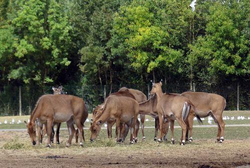 Iconographie - Planète Sauvage - Impala