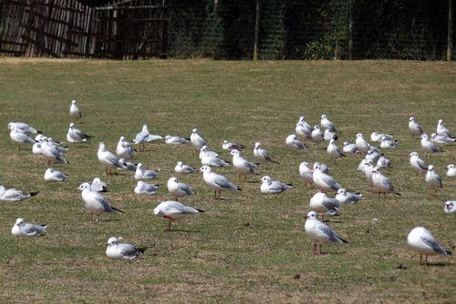 Iconographie - Planète Sauvage - Mouettes