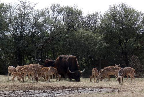 Iconographie - Planète Sauvage - Cerfs et biches axis et des buffles