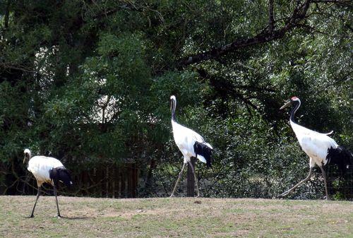 Iconographie - Planète Sauvage - Grues du Japon