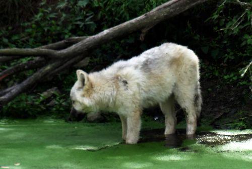 Iconographie - Planète Sauvage - Loup