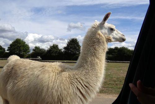 Iconographie - Planète Sauvage - Lamas