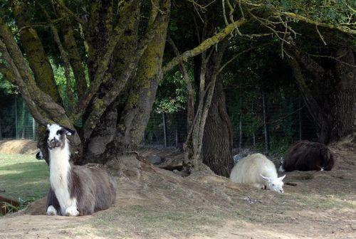 Iconographie - Planète Sauvage - Lamas