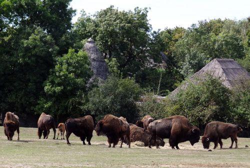 Iconographie - Planète Sauvage - Bisons