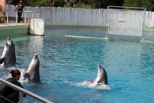 Iconographie - Planète Sauvage - Spectacle de dauphins