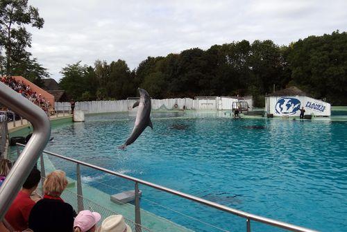 Iconographie - Planète Sauvage - Spectacle de dauphins