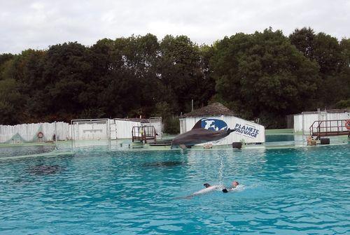 Iconographie - Planète Sauvage - Spectacle de dauphins