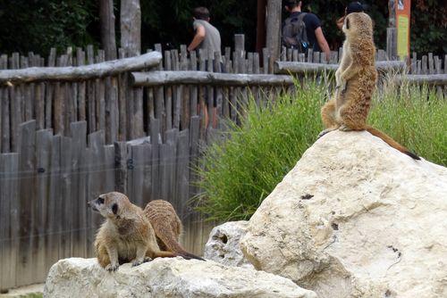 Iconographie - Planète Sauvage - Suricate