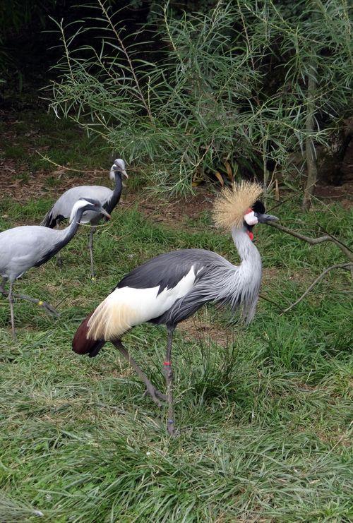 Iconographie - Planète Sauvage - Ibis sacré