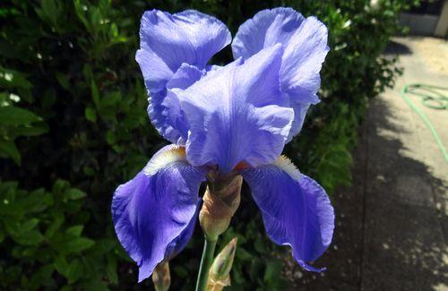 Iconographie - Iris des jardins