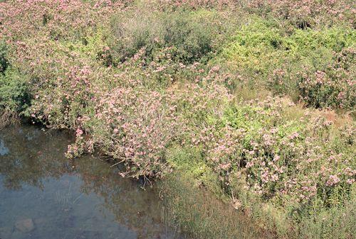 Iconographie - Laurier rose - Rio Rivera de Huelva