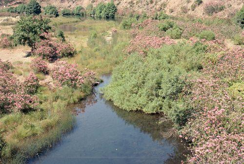 Iconographie - Laurier rose - Rio Rivera de Huelva