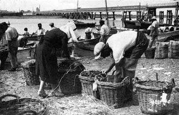 Iconographie - L'expédition des moules à l'arrivée des bouchots