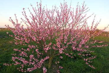 Iconographie - Pêcher de vigne dans les vignes de la Véronnière