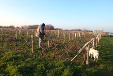 Iconographie - Thierry Beignon dans la vigne