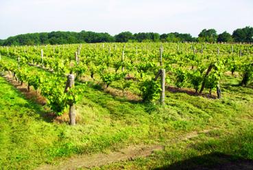 Iconographie - Vigne de malbec et 54/55 de Marie-Geneviève Beignon