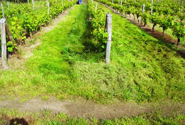 Iconographie - A la Coudraie, vigne de merlot de Marie-Geneviève Beignon