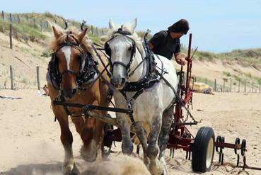 Iconographie - Nettoyage de la plage par Attelage de la Vie