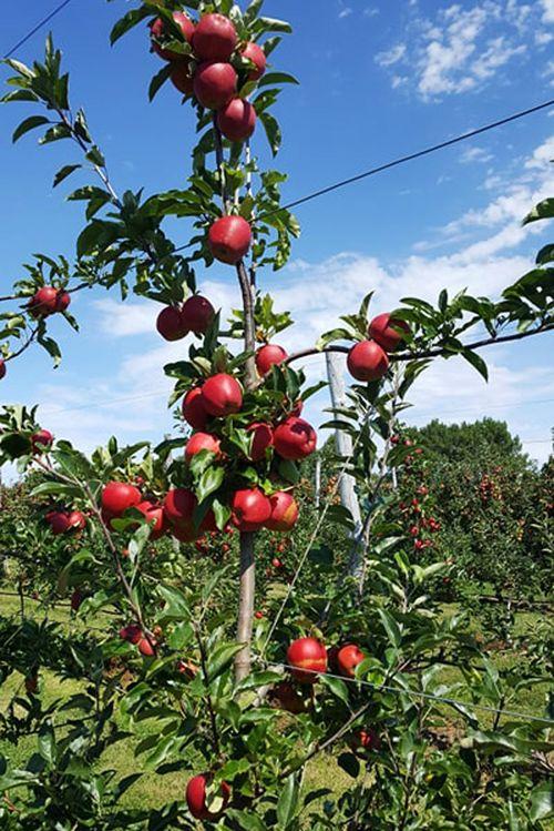 Iconographie - Pommes des vergers de la Malverne