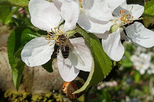 Iconographie - Fleurs de pommier aux vergers de la Malverne