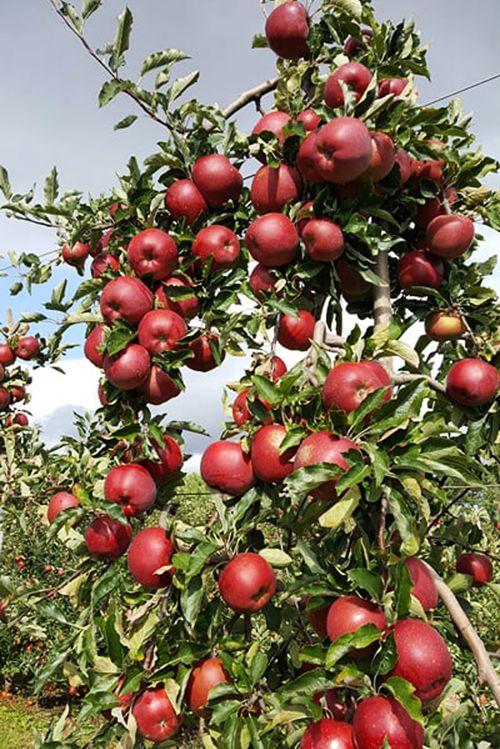 Iconographie - Pommes des vergers de la Malverne