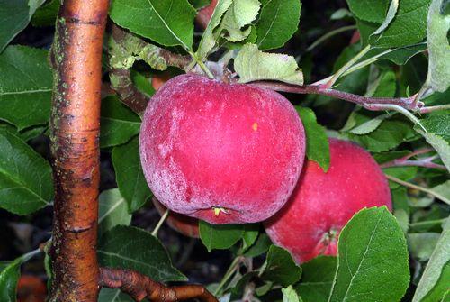 Iconographie - Pommes des vergers de la Malverne