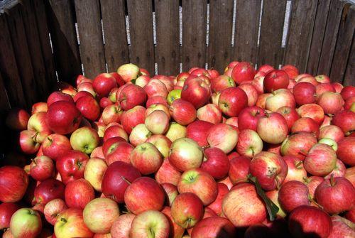 Iconographie - Pommes des vergers de la Malverne