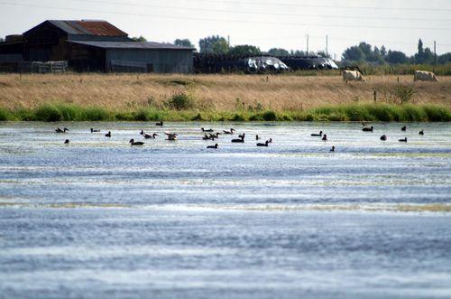 Iconographie - Canards posés sur plan d'eau