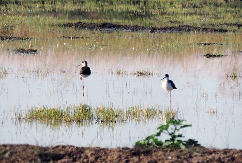 Iconographie - Canards posés sur un plan d'eau