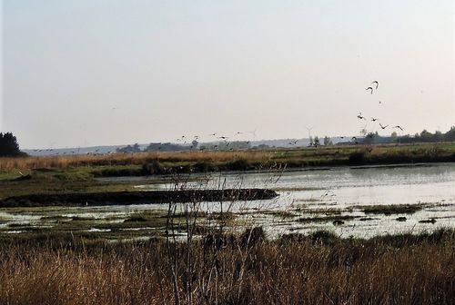 Iconographie - Vol de canards souchets