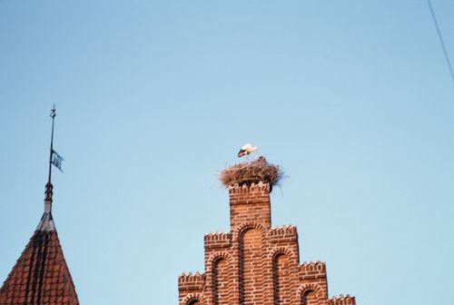 Iconographie - Ribe Cigogne Danemark