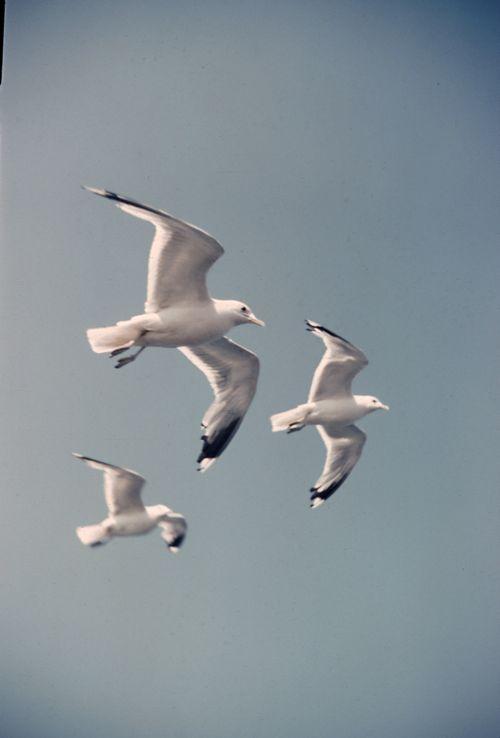 Iconographie - Mouettes Danemark