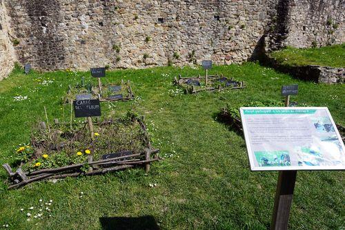 Iconographie - Le jardin du château Sainte-Suzanne