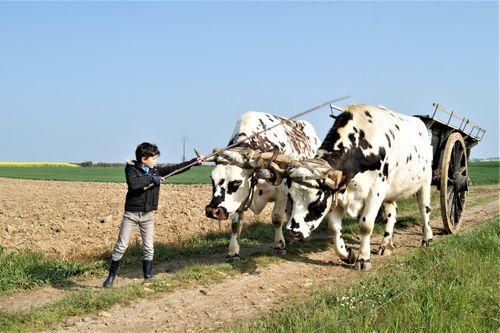 Iconographie - Enfant conduisant un attelage de bovins