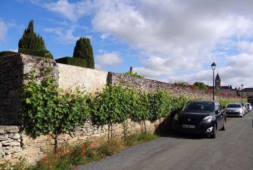 Iconographie - Vigne contre un mur d'enceinte