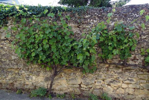 Iconographie - Vigne contre un mur d'enceinte