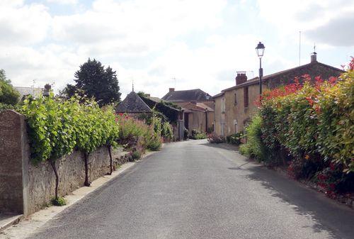 Iconographie - Vigne contre un mur d'enceinte