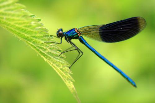 Iconographie - Calopteryx à la Maison des libellules