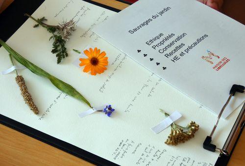 Iconographie - Les plantes sauvages du jardin à la Maison des libellules