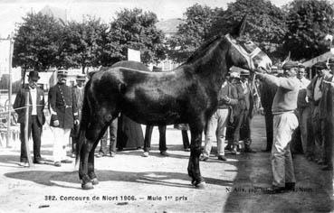 Iconographie - Concours de Niort 1906 - Mule suitée 1er prix