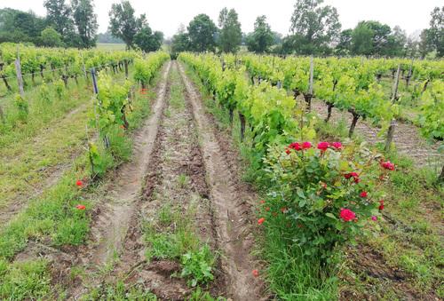 Iconographie - Le Château de Terre Taillyse - Les vignes