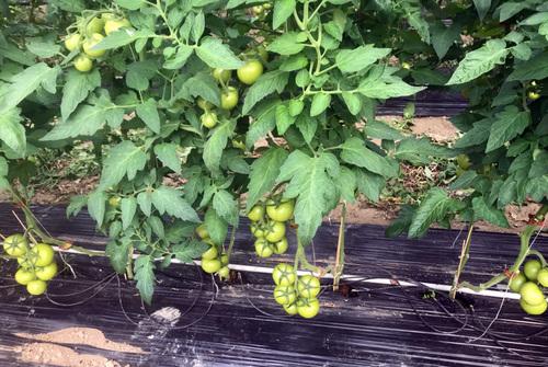 Iconographie - GAEC Le Fief Franc - Culture de tomates