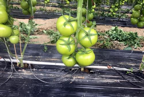 Iconographie - GAEC Le Fief Franc - Culture de tomates