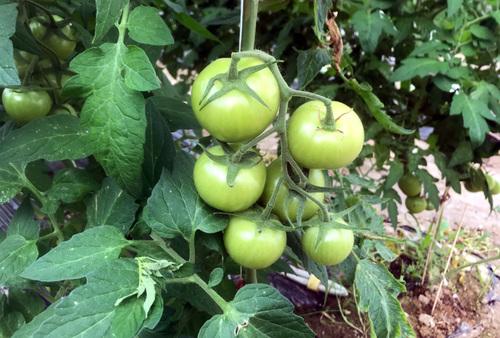 Iconographie - GAEC Le Fief Franc - Culture de tomates