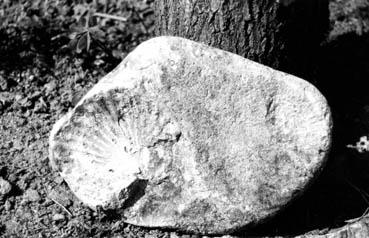 Iconographie - Fossile à Courbevoie