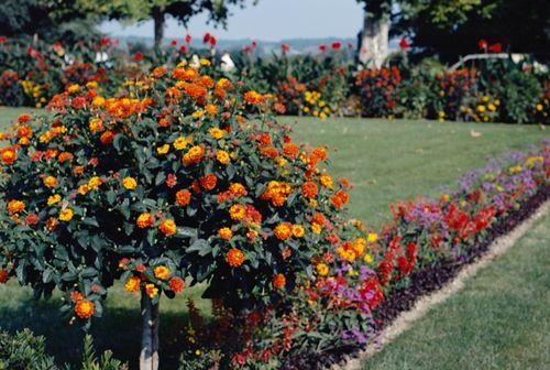 Iconographie - Lavaur Tarn