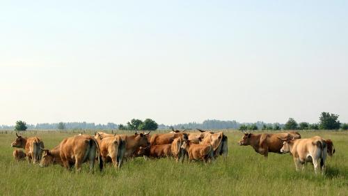 Iconographie - Elevage Berland de vaches maraîchine