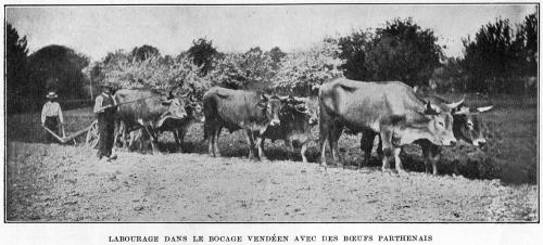 Iconographie - Labourage dans le Bocage vendéen avec des bœufs Parthenay