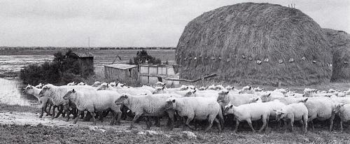 Iconographie - Moutons vendéens dans une ferme