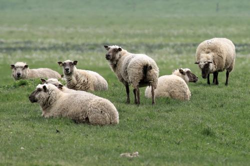 Iconographie - Moutons de l'élevage Jean-Paul Rault